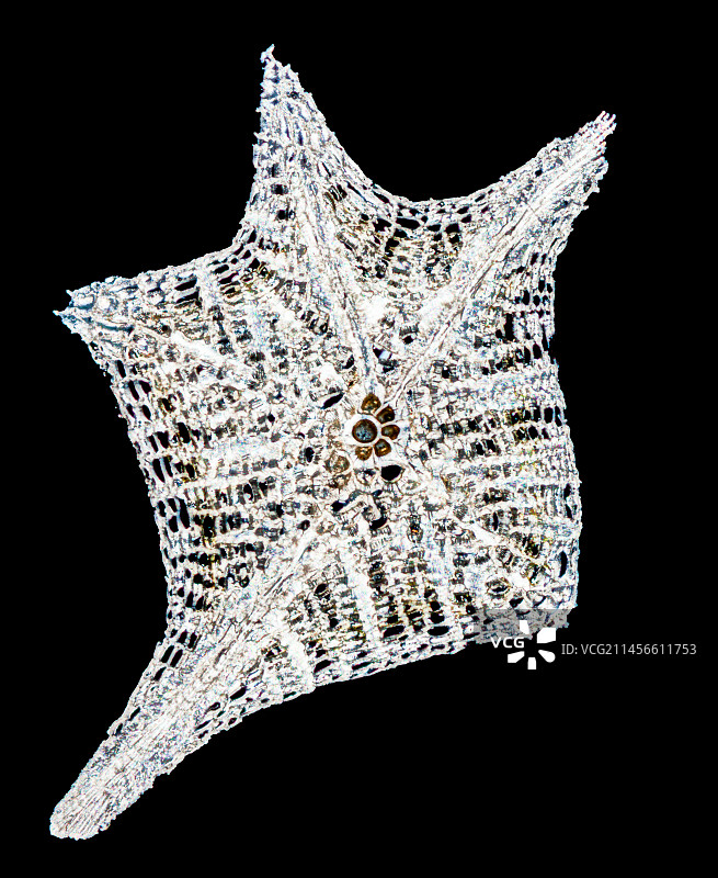 星沙有孔虫显微照片图片素材