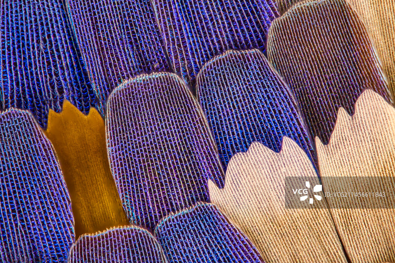 燕尾蝶翅膀鳞片显微照片图片素材