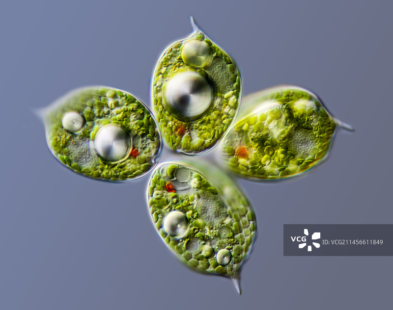 囊泡虫属原生生物显微照片图片素材