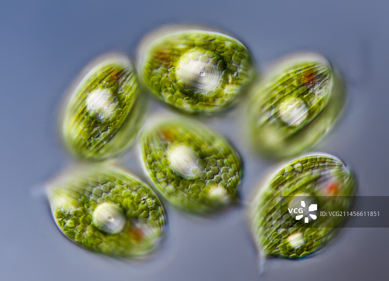 囊泡虫属原生生物显微照片图片素材