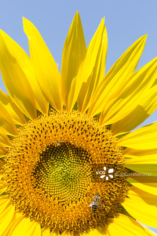 正在成熟的向日葵花盘和蜜蜂图片素材