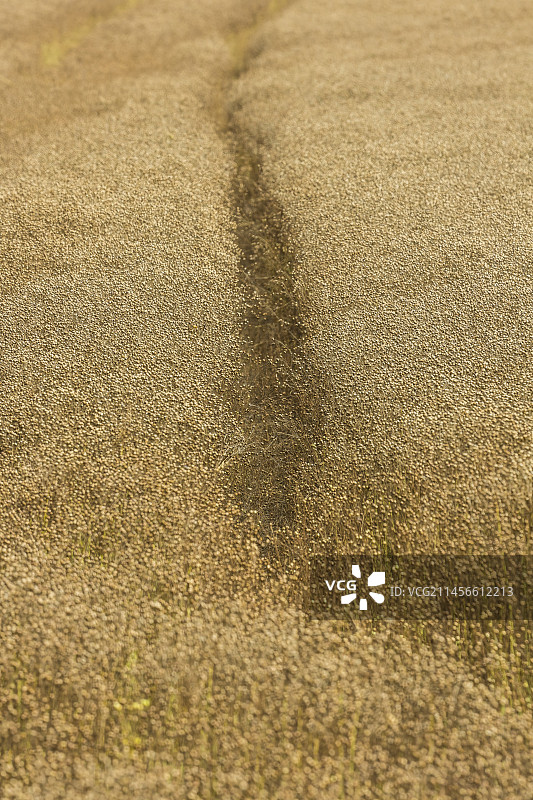 成熟的亚麻图片素材
