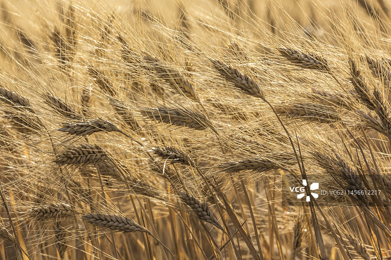 硬质小麦图片素材