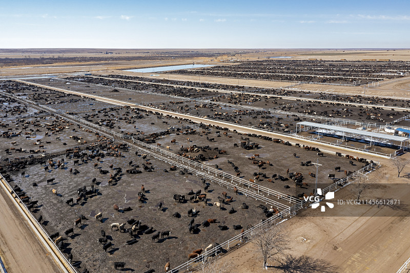肉牛育肥场图片素材