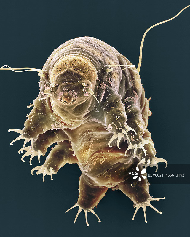 缓步动物扫描电镜图图片素材