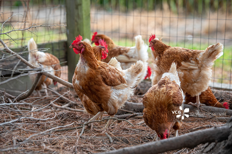 鸡在鸡舍里图片素材