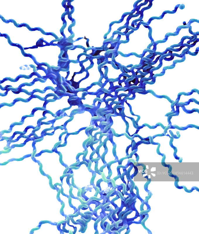 问号钩端螺旋体细菌（扫描电镜图）图片素材