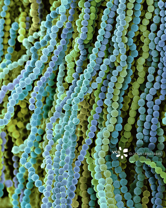 黄曲霉菌孢子扫描电镜图图片素材