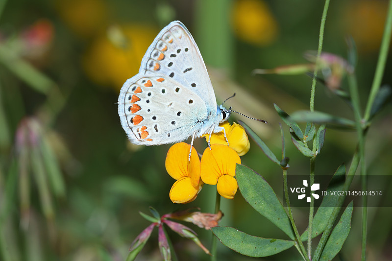 阿多尼斯蓝蝴蝶在狭叶莲上图片素材