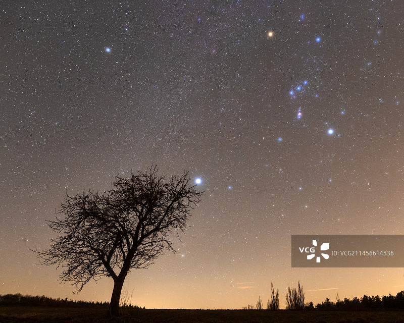 德国巴登-符腾堡州树上的冬季星座图片素材