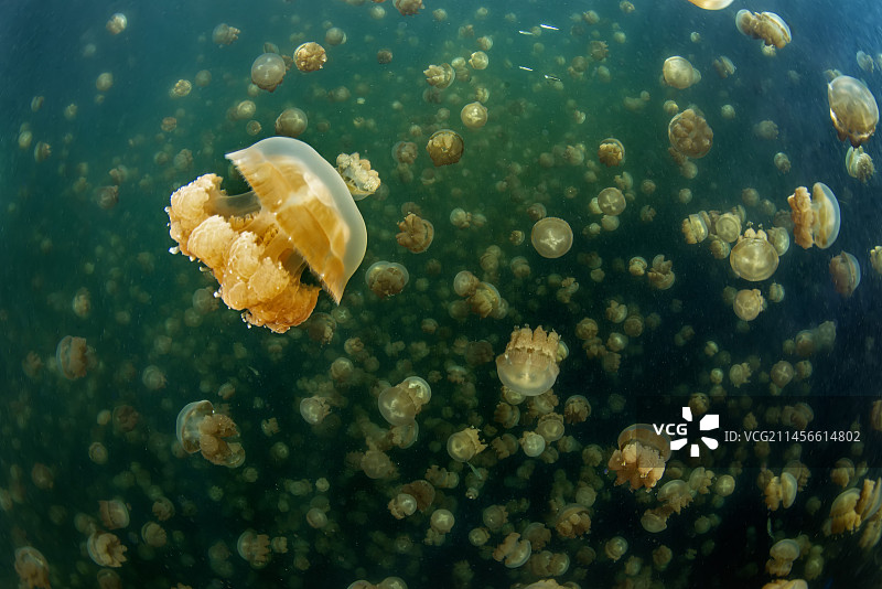 帕劳水母湖斑点水母图片素材