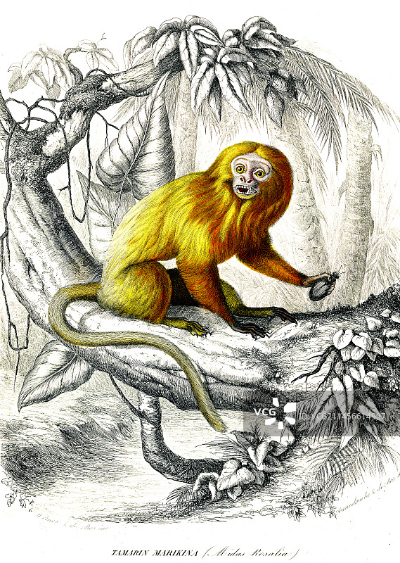 19世纪的狮狨插图图片素材