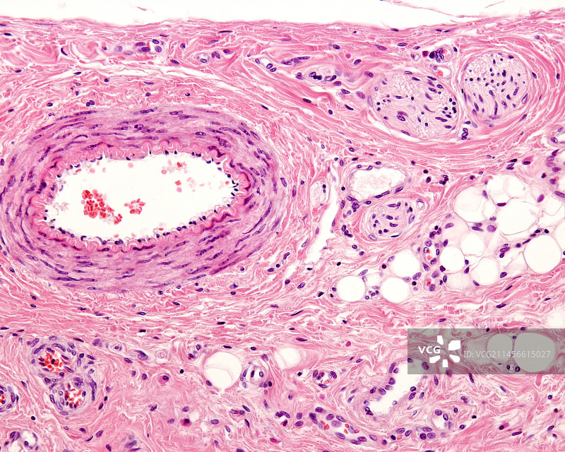 肌肉动脉和神经的光学显微照片图片素材