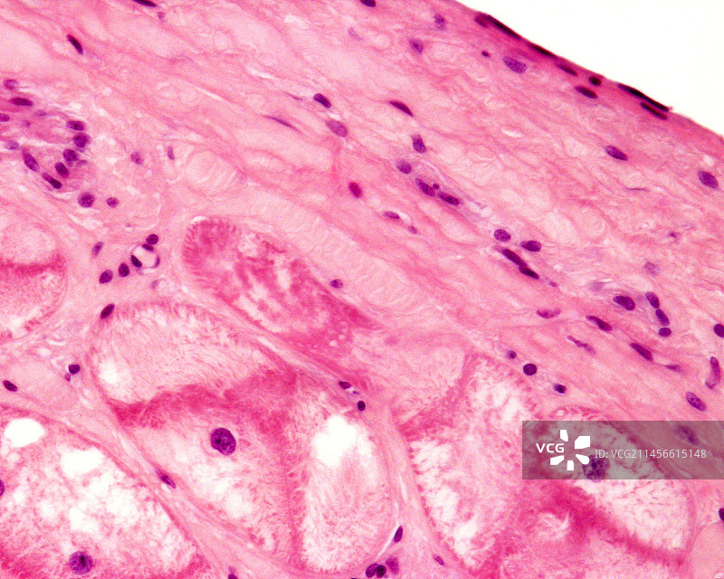 心脏中的浦肯野纤维，光学显微照片图片素材