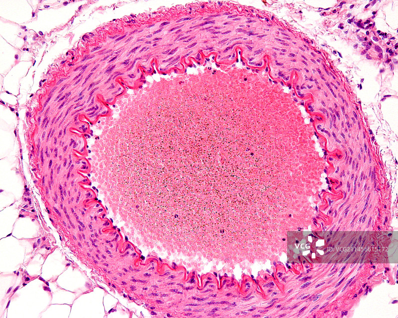 肌肉动脉显微照片图片素材