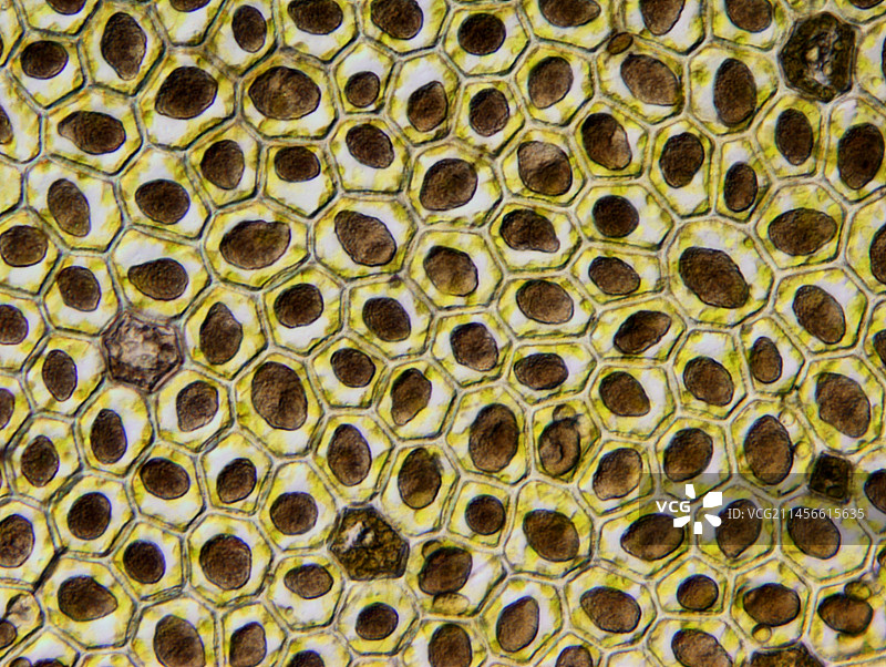 地钱叶细胞中的油体显微照片图片素材