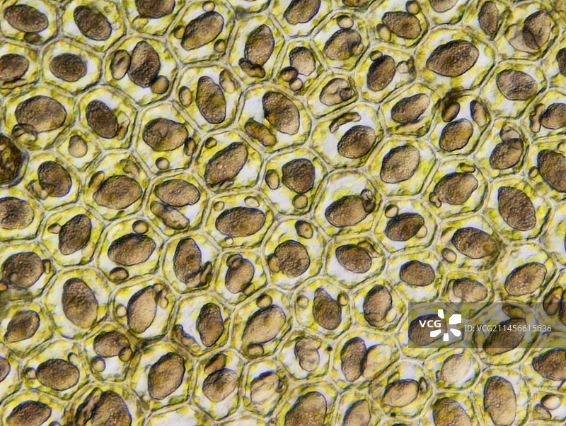 地钱叶细胞中的油体显微照片图片素材