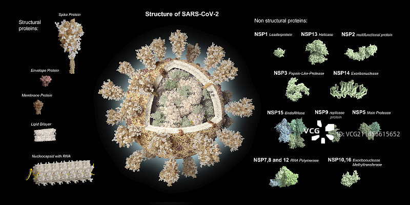 新冠病毒颗粒插画图片素材