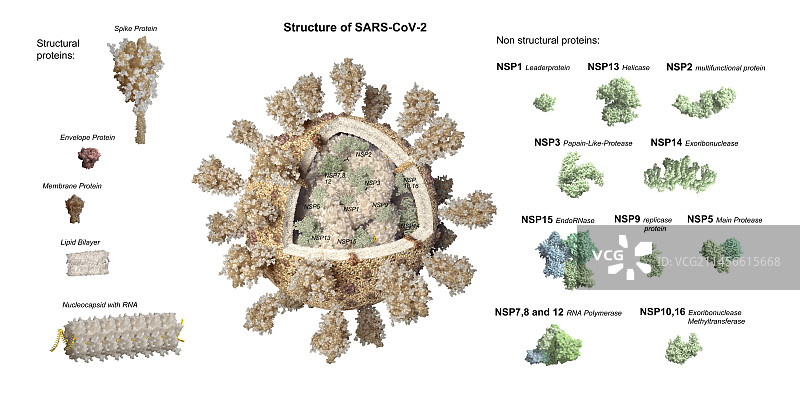 新冠病毒颗粒插画图片素材