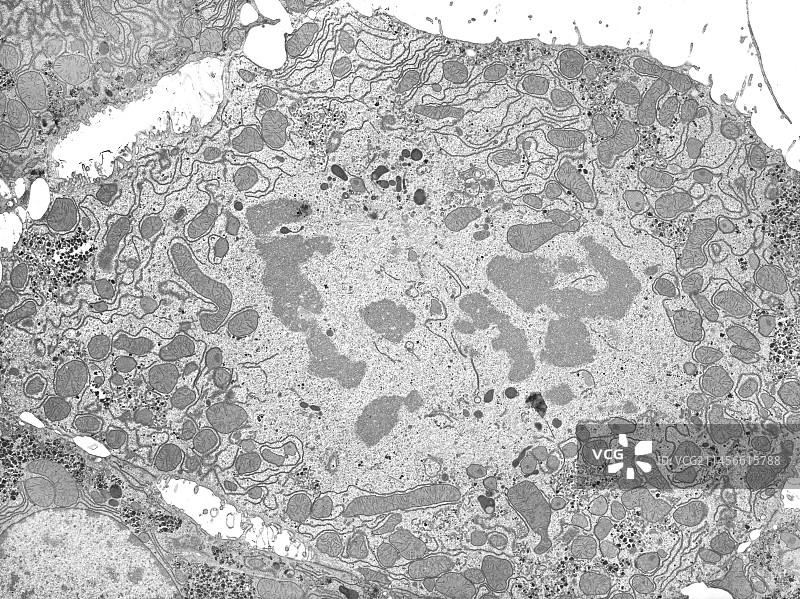 细胞分裂，透射电镜图片素材