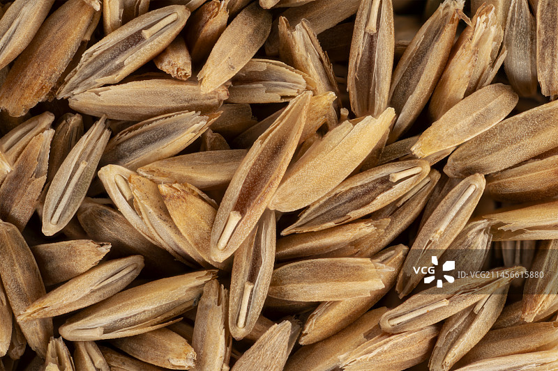 梯牧草种子图片素材