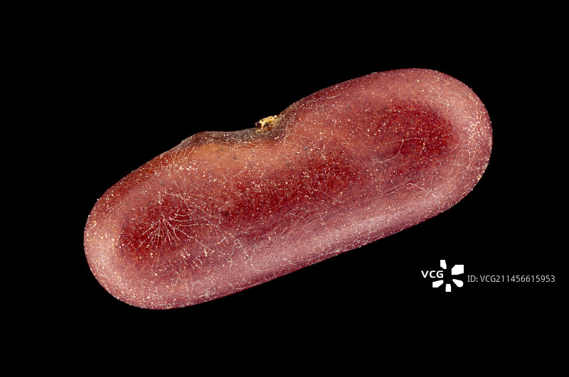 冠状香豌豆种子图片素材