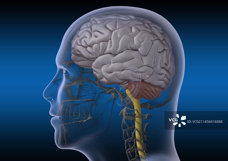 人脑解剖，插图图片素材
