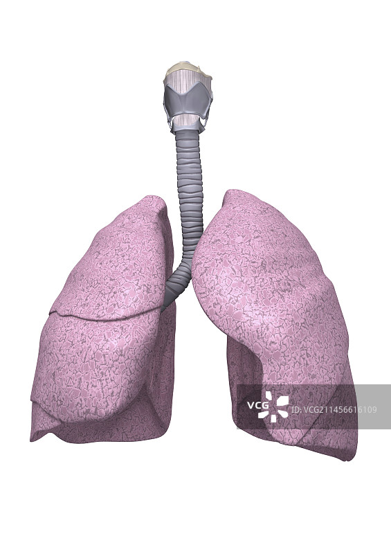 人体肺部解剖结构图图片素材