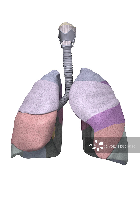 人体肺部解剖结构图图片素材