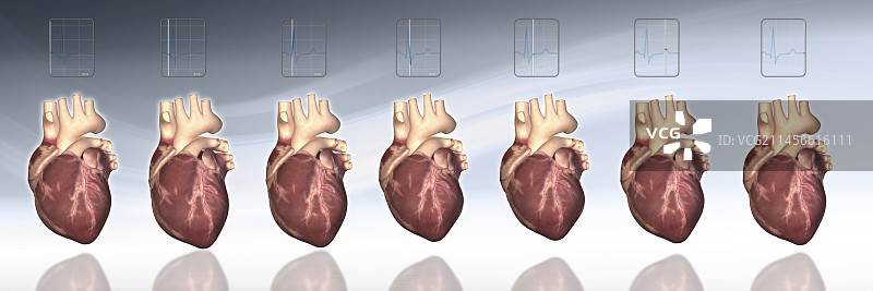 心跳阶段图示图片素材