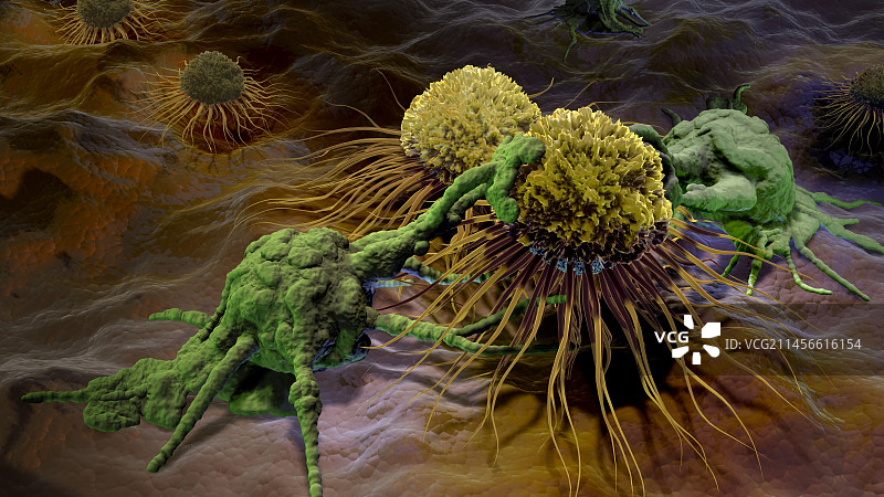 自然杀伤细胞攻击癌细胞，图示图片素材