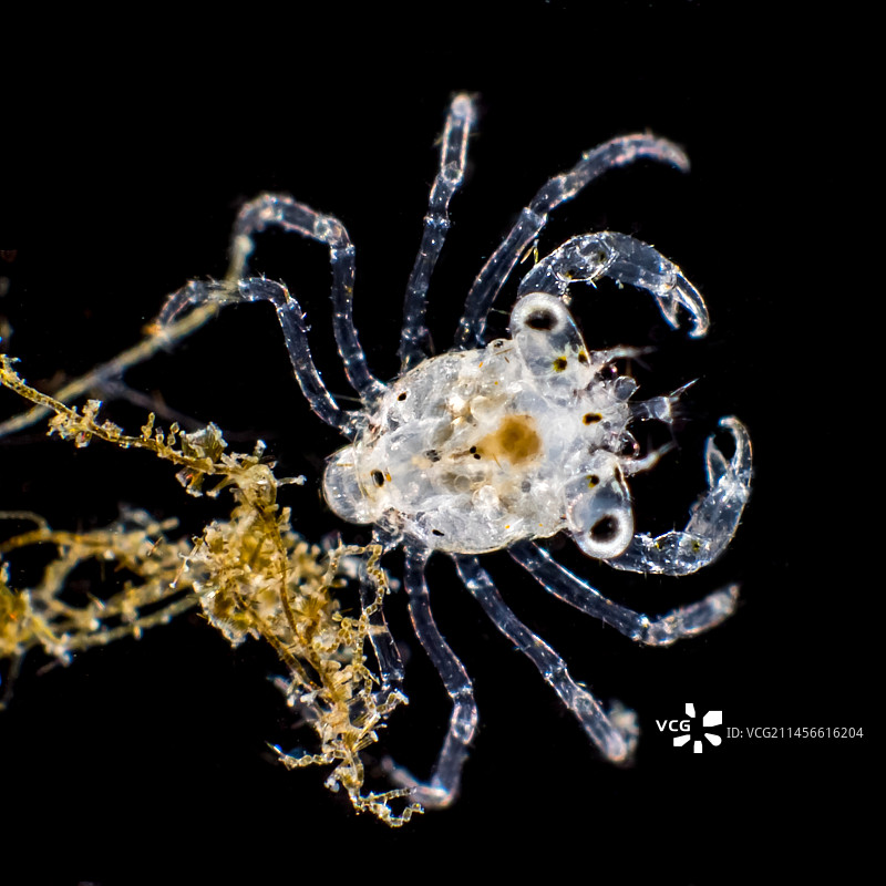 蟹的幼体大眼幼虫显微照片图片素材