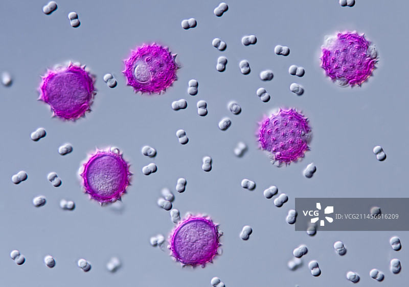 花粉粒大小比较（光学显微照片）图片素材
