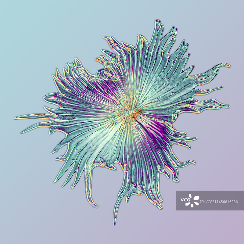 沙棘叶鳞显微照片图片素材