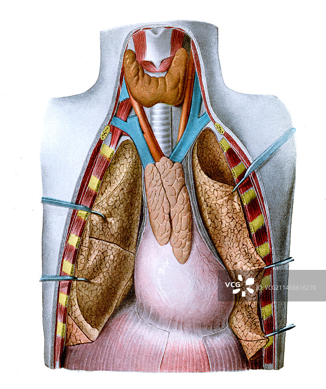 胸腔内脏器官插图图片素材