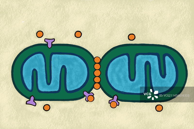 线粒体，图示图片素材