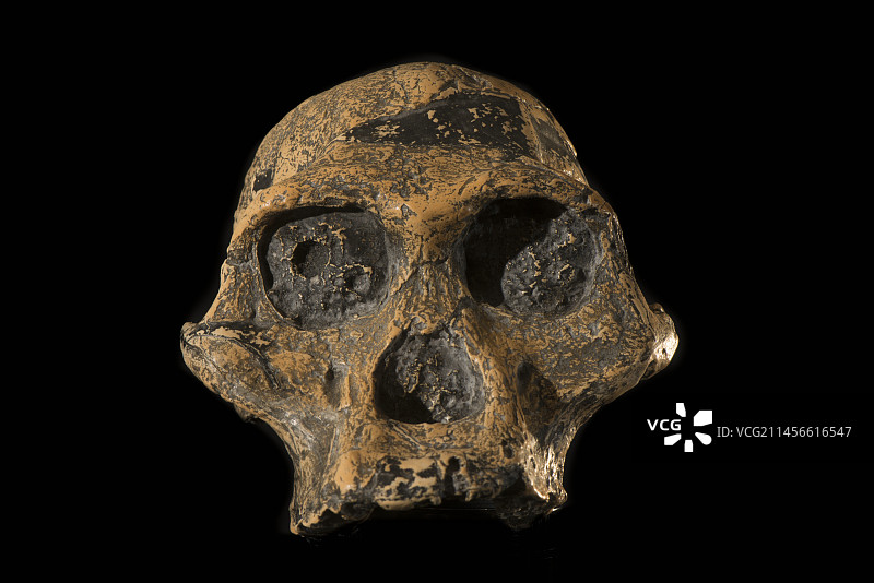 非洲南方古猿头骨图片素材