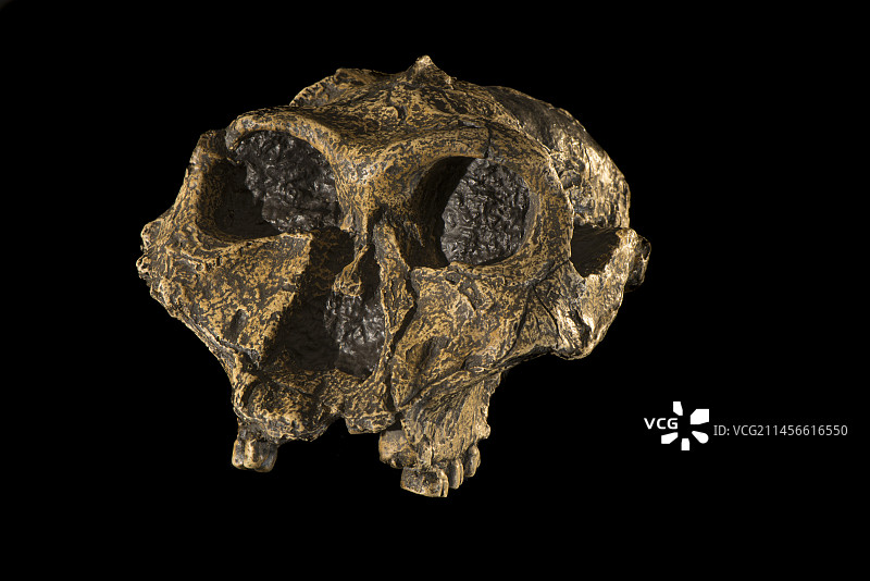 埃塞俄比亚傍人，图尔卡纳，肯尼亚图片素材