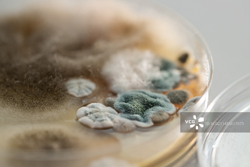 环境真菌图片素材