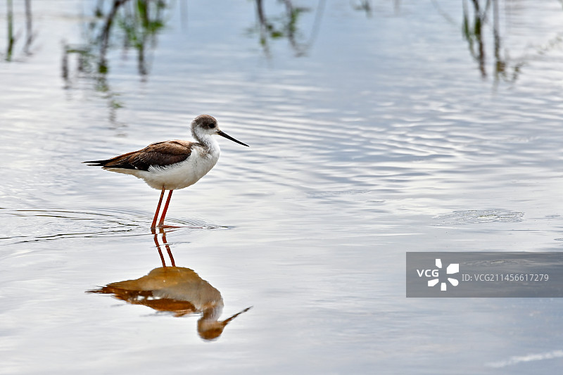 在洱海湿地中觅食的长脚鹬图片素材