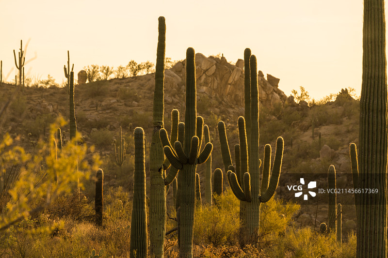 亚利桑那州图森山脉的巨人柱仙人掌，美国图片素材