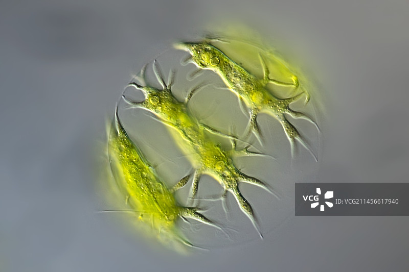 Stephanosphaera pluvialis藻类，光学显微照片图片素材
