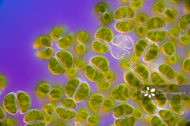 Staurastrum muricatum藻类，光学显微照片图片素材