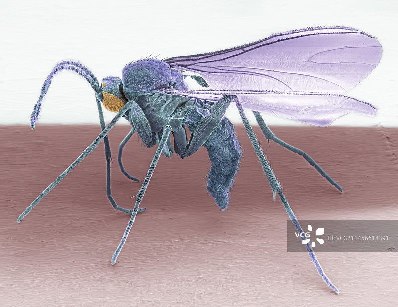 菇蚊扫描电镜图图片素材