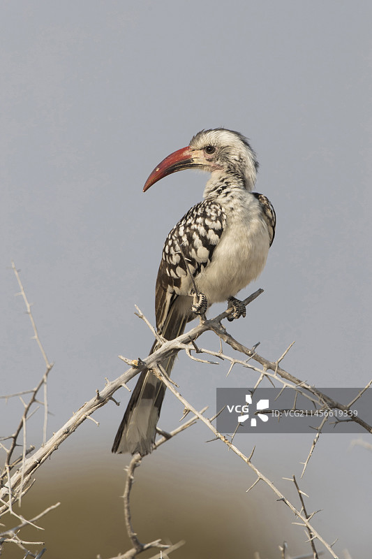 达马拉弯嘴犀鸟图片素材