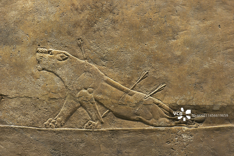 受伤的狮子，亚述猎狮图图片素材