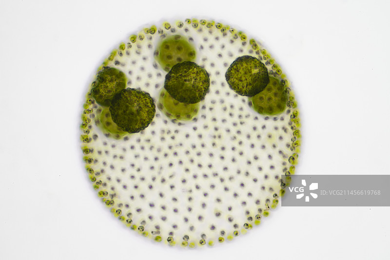 群体变形藻，藻类，光学显微照片图片素材