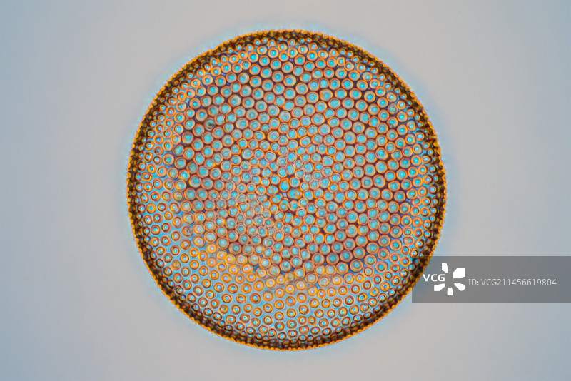 化石硅藻显微照片图片素材