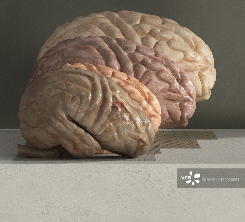 大脑进化插图图片素材