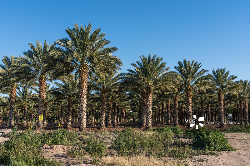 有机海枣树林图片素材